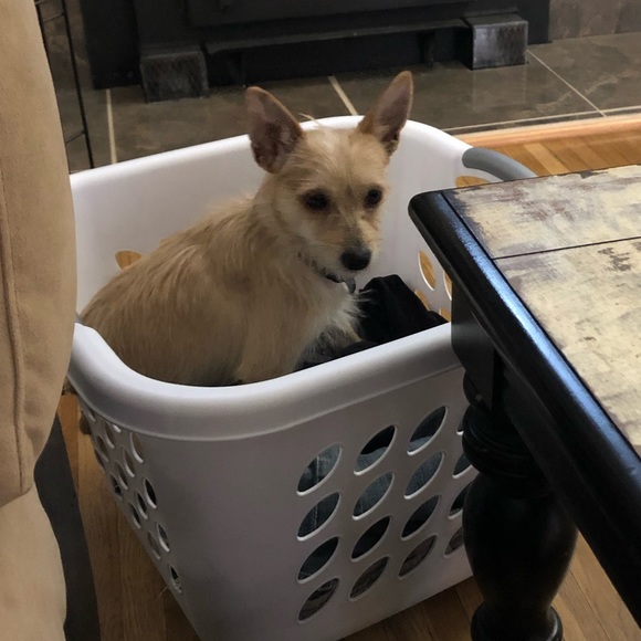 Meet your Posher, Dani - Picture 1 of 1